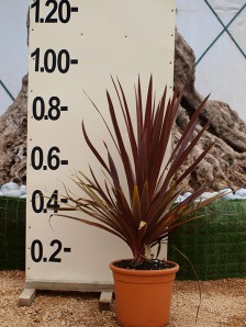 Δράκαινα atropurpurea - Cordyline australis atropurpurea