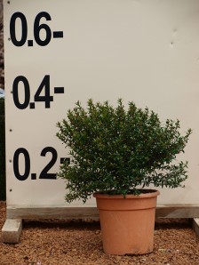 Μυρτιά μικρόφυλλη - Myrtus communis microphylla