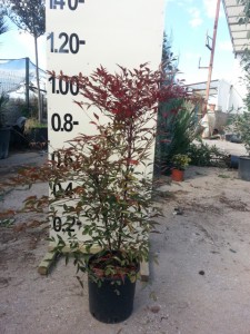 Ναντίνα - Nandina domestica