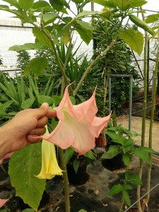 Ντατούρα - Datura sp.