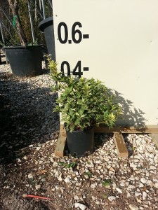 Όσμανθος aurea - Osmanthus heterophyllus tricolor