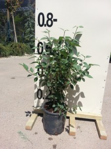Πασχαλιά - Syringa vulgaris