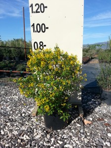 Ποϊντσιάνα - Caesalpinia gilliesii (Poinciana gilliesii)