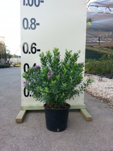Πολύγαλα - Polygala myrtifolia