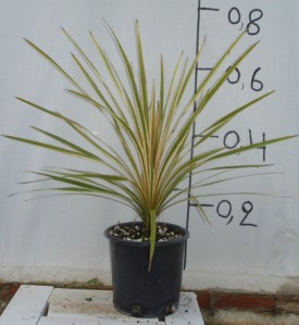 Δράκαινα aurea - Dracaena aurea