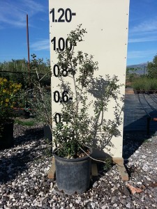 Πουρνάρι - Quercus coccifera