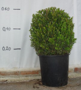 Πυξάρι (Μπούξους) - Buxus rotundifolia
