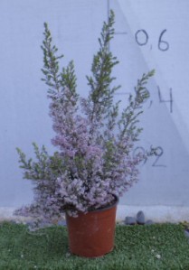 Ρείκι - Erica sp.
