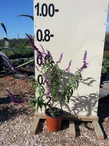 Σάλβια leucantha - Salvia leucantha