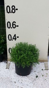 Σίτισος racemosus - Cytisus racemosus