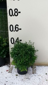 Σολάνο - Solanum sp.