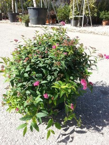 Σπειραία - Spiraea japonica
