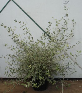 Τεύκριο - Teucrium fruticans