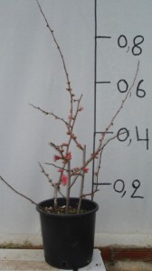Τσιντόνια - Chaenomeles japonica speciosa