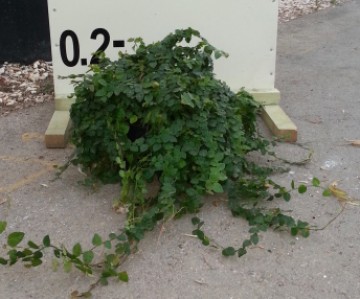 Φίκος έρπων - Ficus pumila repens