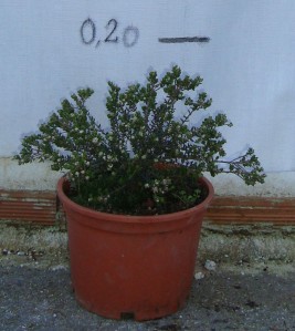 Φυλλίκα ερικόειδες - Phyllica ericoides