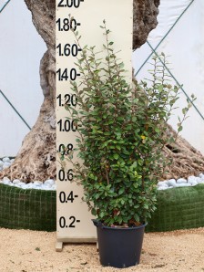 Ελαίαγνος - Elaeagnus ebbingei