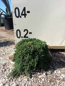 Φρανκένια - Frankenia sp.