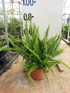 Φτέρη - Nephrolepis sp.