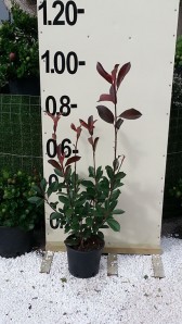Φωτίνια - Photinia fraseri red robin