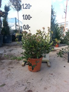 Φωτίνια νάνα - Photinia fraseri red robin nana