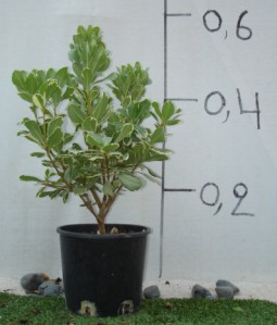 Αγγελική πανασέ - Pittosporum tobira variegata