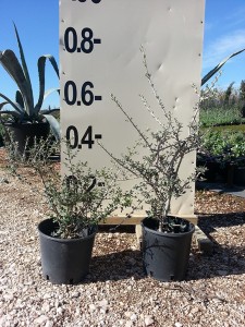 Αγριελιά - Olea europaea var. sylvestris