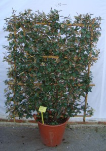 Ελαίαγνος - Elaeagnus compacta/aurea