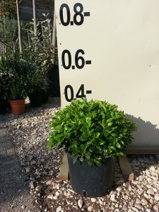 Αγγελική νάνα - Pittosporum tobira nanum