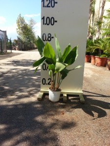 Ασπιντίστρα - Aspidistra sp.