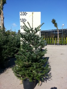 Έλατο nordmanniana - Abies nordmanniana