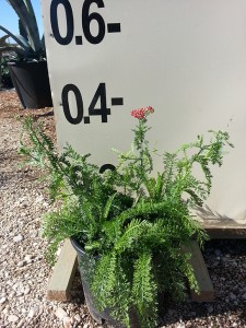 Αχίλλεια - Achillea sp.
