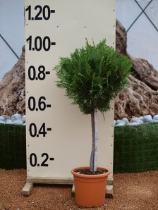 Κυπαρίσσι leylandii - Cupressocyparis leylandii