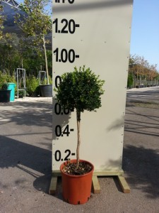 Μπούξους (Πυξάρι) - Buxus sempervirens