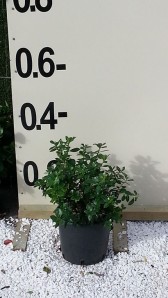 Εσκαλλόνια macrantha - Escallonia macrantha