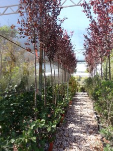 Προύνος pissardii - Prunus cerasifera nigra
