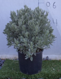 Λεβάντα - Lavandula angustifolia