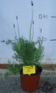 Λεβάντα pinnata - Lavandula pinnata