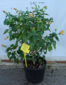 Ιβίσκος συριακός - Hibiscus syriacus