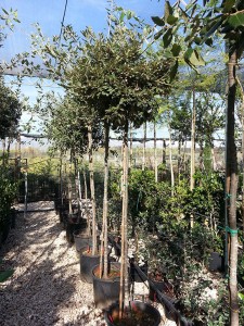 Αριά - Quercus ilex