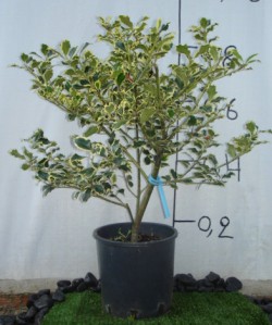 Ίλεξ aurea - Ilex argentea marginata