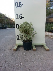 Αγγελική silverqueen - Pittosporum tenuifolium silverqueen