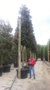 Μανώλια - Magnolia grandiflora