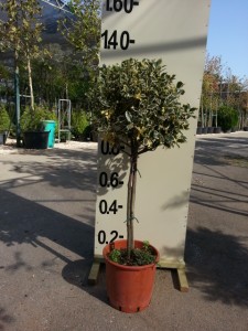 Ίλεξ aurea - Ilex argentea marginata