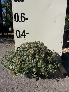Αμπέλια variegata - Abelia variegata