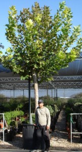 Πλάτανος καναδέζικος - Platanus acerifolia