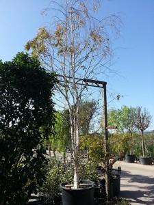 Σημύδα - Betula alba