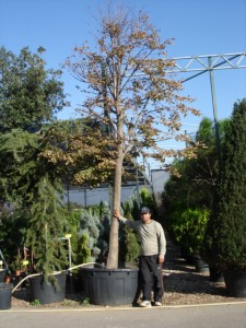 Τιλιά - Tilia platyphyllos
