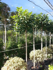 Φίκος australis - Ficus australis