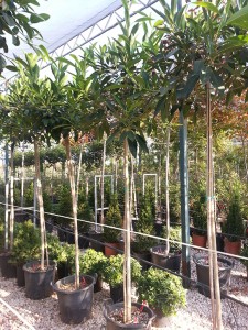 Φίκος australis μακρύφυλλος - Ficus macrophylla